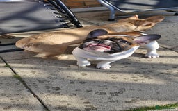 French Bulldog dogs for sale: French Bulldog - Image 12