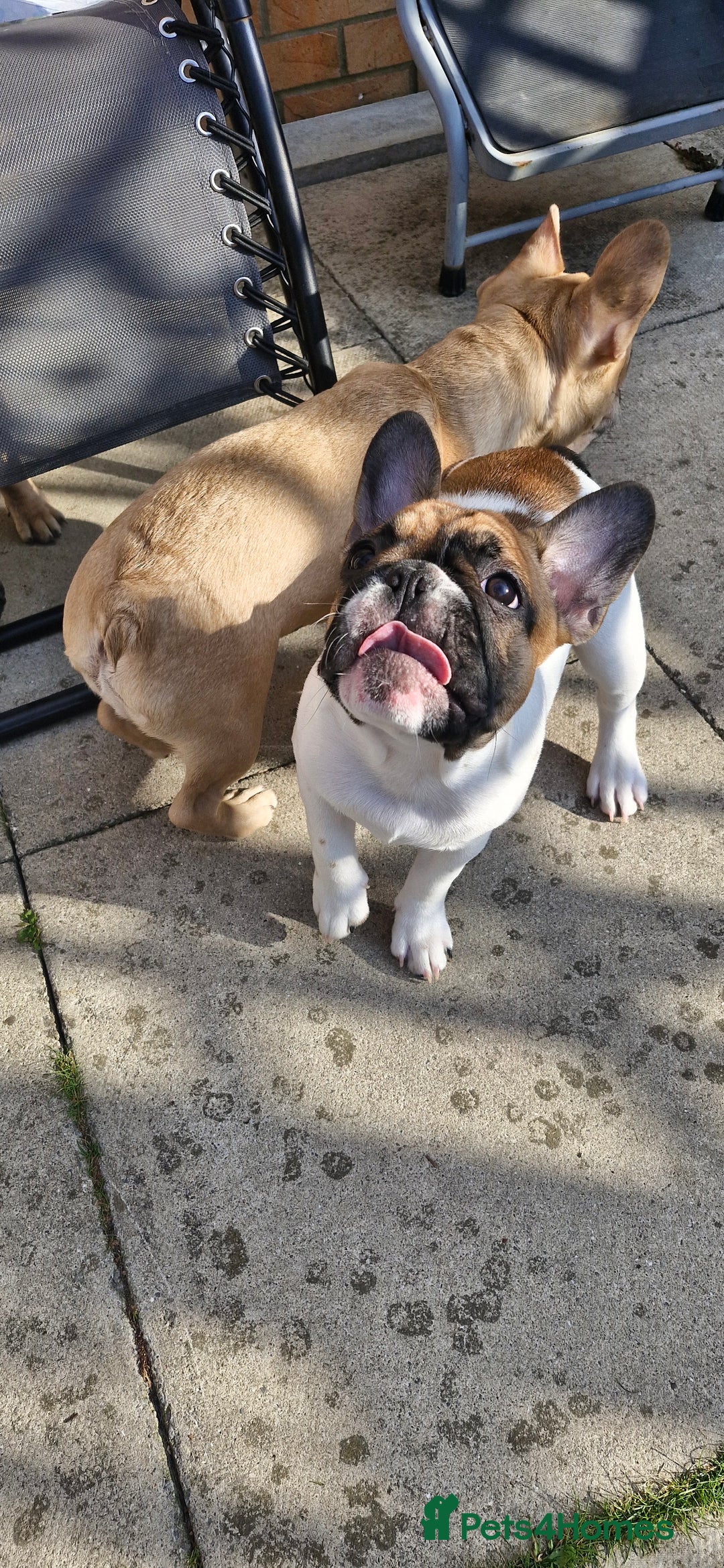 French Bulldog dogs for sale: French Bulldog - Image 12