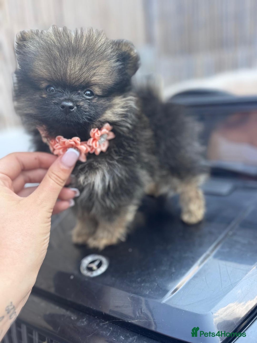 Pomeranian dogs for sale: Tea cup Pomeranians  - Image 2