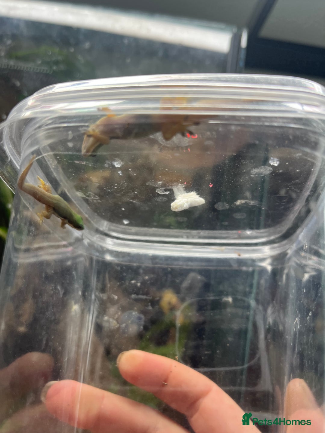 Gecko reptiles for sale: Lined day geckos  - Image 5
