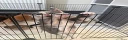 Maine Coon cats for sale: TORTOISESHELL MAINE COON X KITTENS - Advert 7