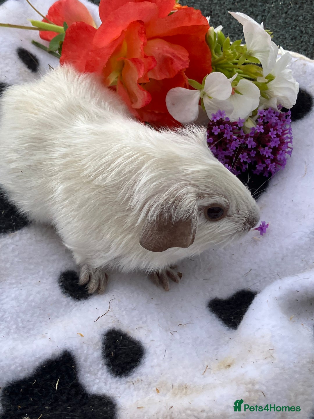 Guinea Pig rodents for sale: Baby Guinea pigs - Image 2