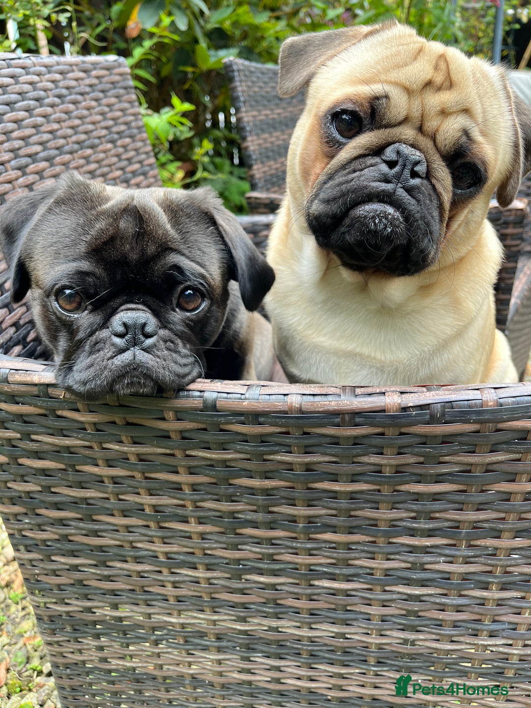 Pug dogs for stud: Jack and Victor -Glaswegian pug brothers for stud - Image 4