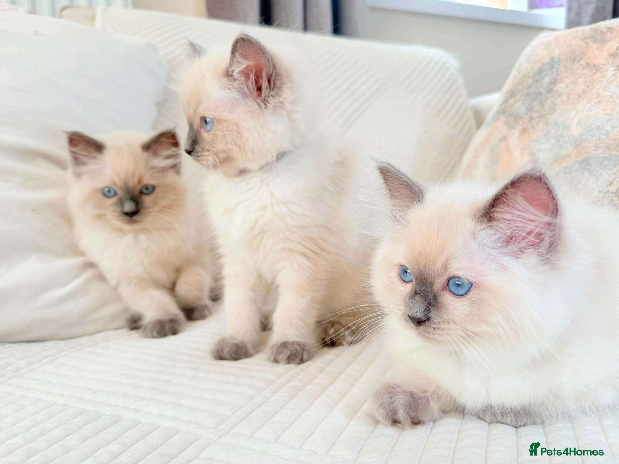 Ragdoll cats 3 male kittens  - Advert 1