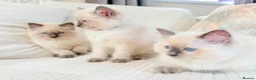 Ragdoll cats for sale: 3 male kittens  - Advert 1