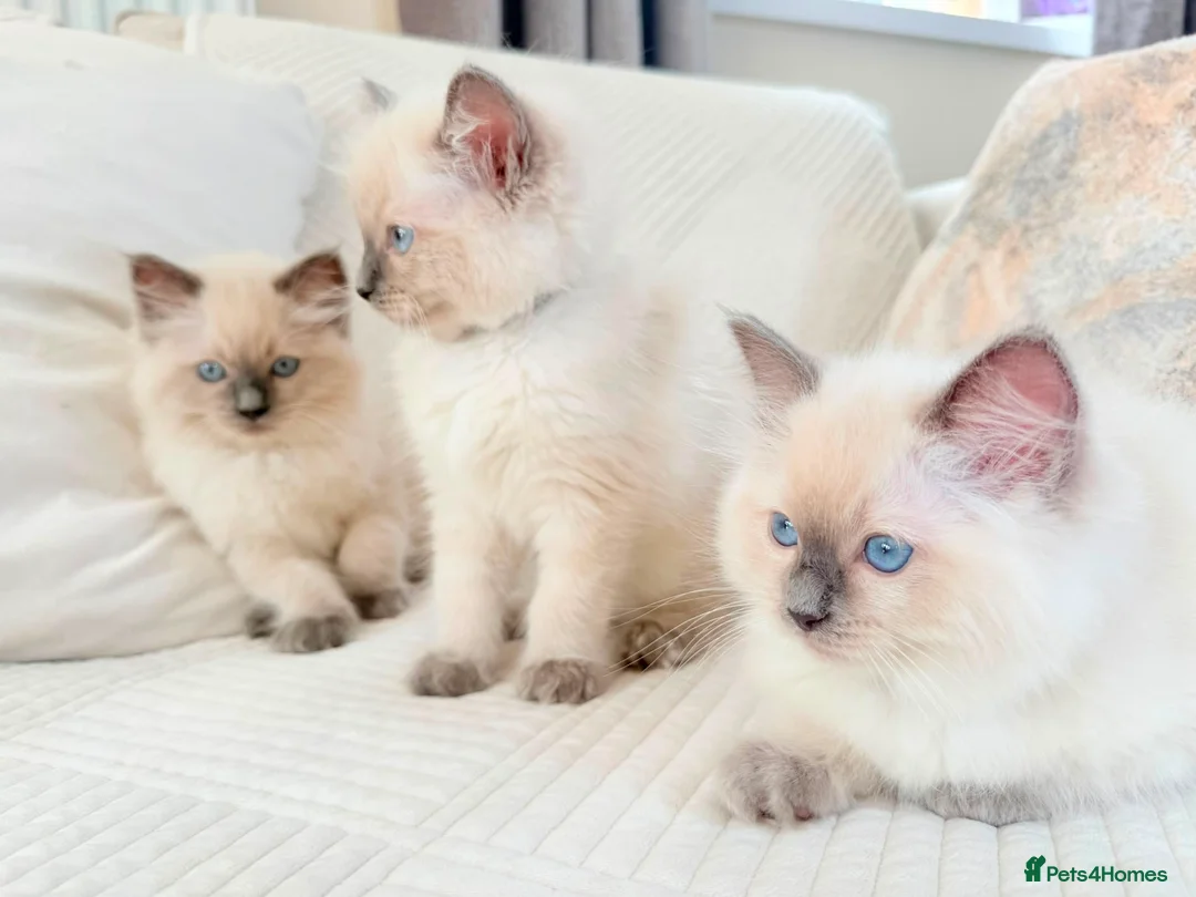 Ragdoll cats for sale: 3 male kittens  - Advert 1