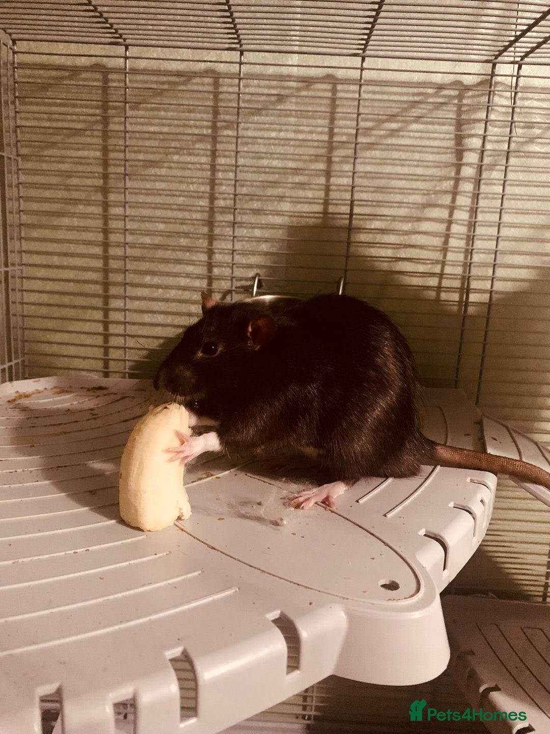 Rat rodents for sale: Two beautiful brothers  - Advert 3