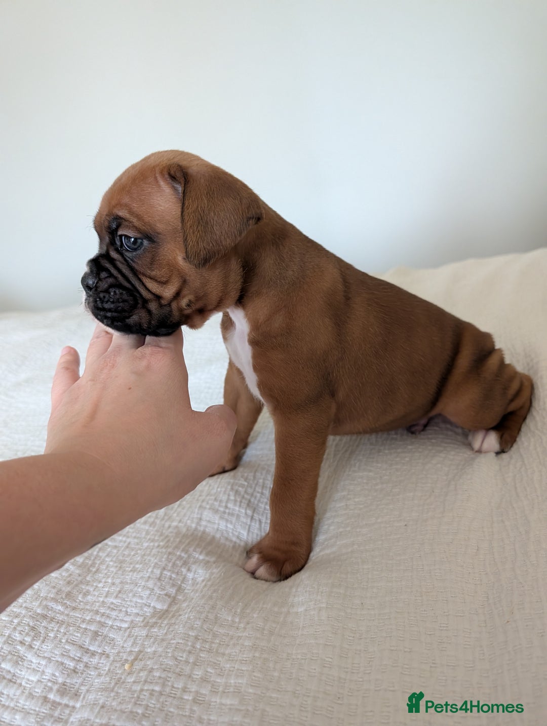 Boxer dogs for sale: Beautiful black mask bobtail/tailed boxer puppies  - Advert 12