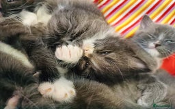 Mixed Breed cats for sale: Gorgeous grey and tabby grey kittens  - Image 1