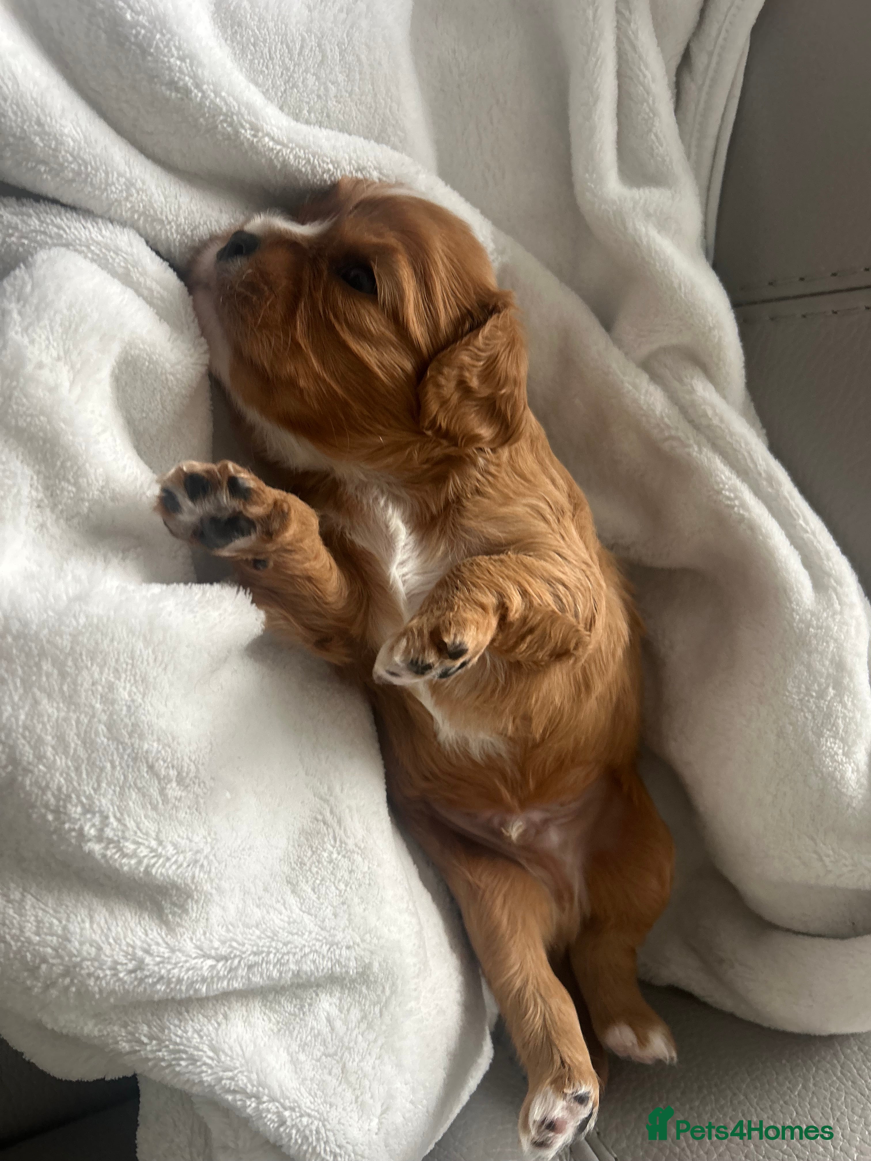 Cavalier King Charles Spaniel dogs 1 ruby boy available! Health tested parents! - Advert 9