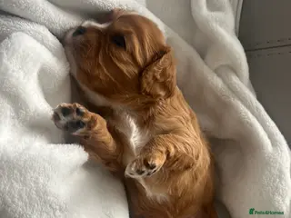 Cavalier King Charles Spaniel dogs 1 ruby boy available! Health tested parents! - Advert 9