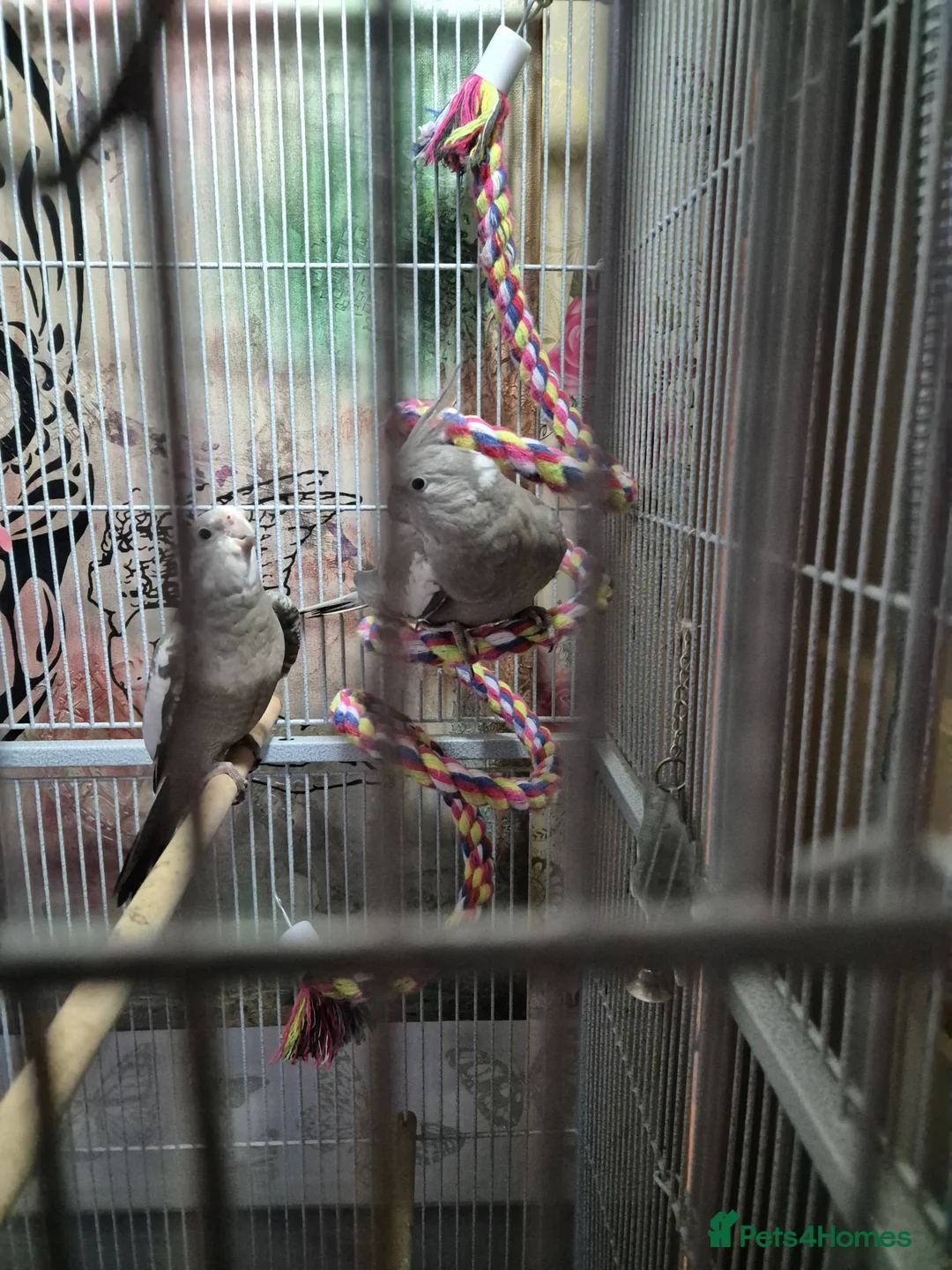 Cockatiels birds for sale: 2 male aviary bred cockateils. White face - Advert 2