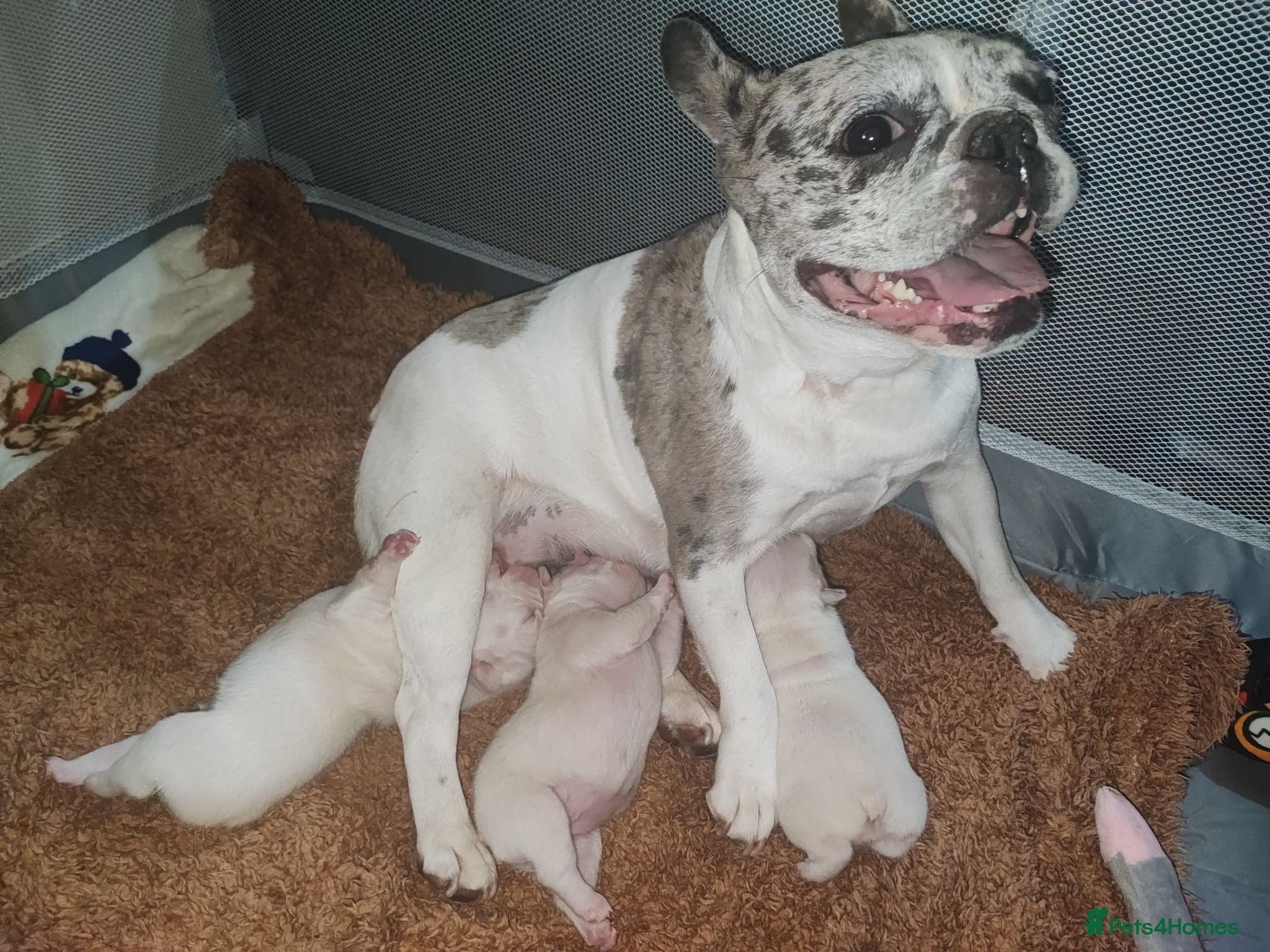 French Bulldog dogs French Bulldog puppies - Advert 10