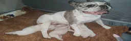 French Bulldog dogs for sale: French Bulldog puppies - Advert 1