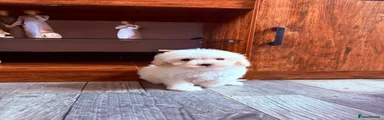 Maltipoo 3