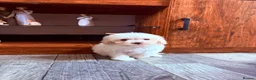 Maltipoo dogs for sale: F1B fully vaccinated maltipoo puppies - Advert 5