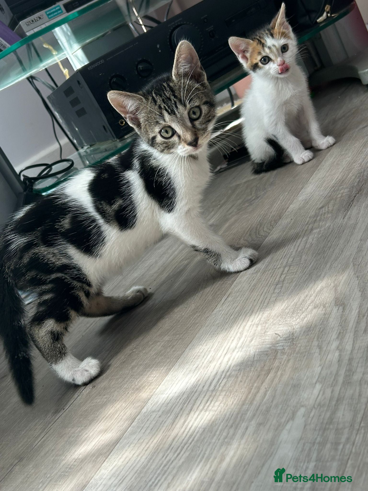 Mixed Breed cats Mixed bengal kitten - Advert 13