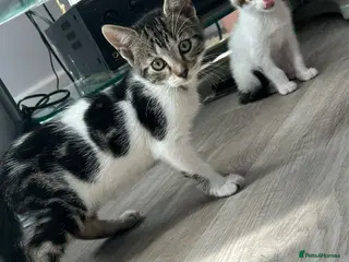 Mixed Breed cats Mixed bengal kitten - Advert 11