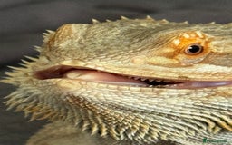 Bearded Dragon reptiles for sale: 12 month old bearded Dragon  - Image 6
