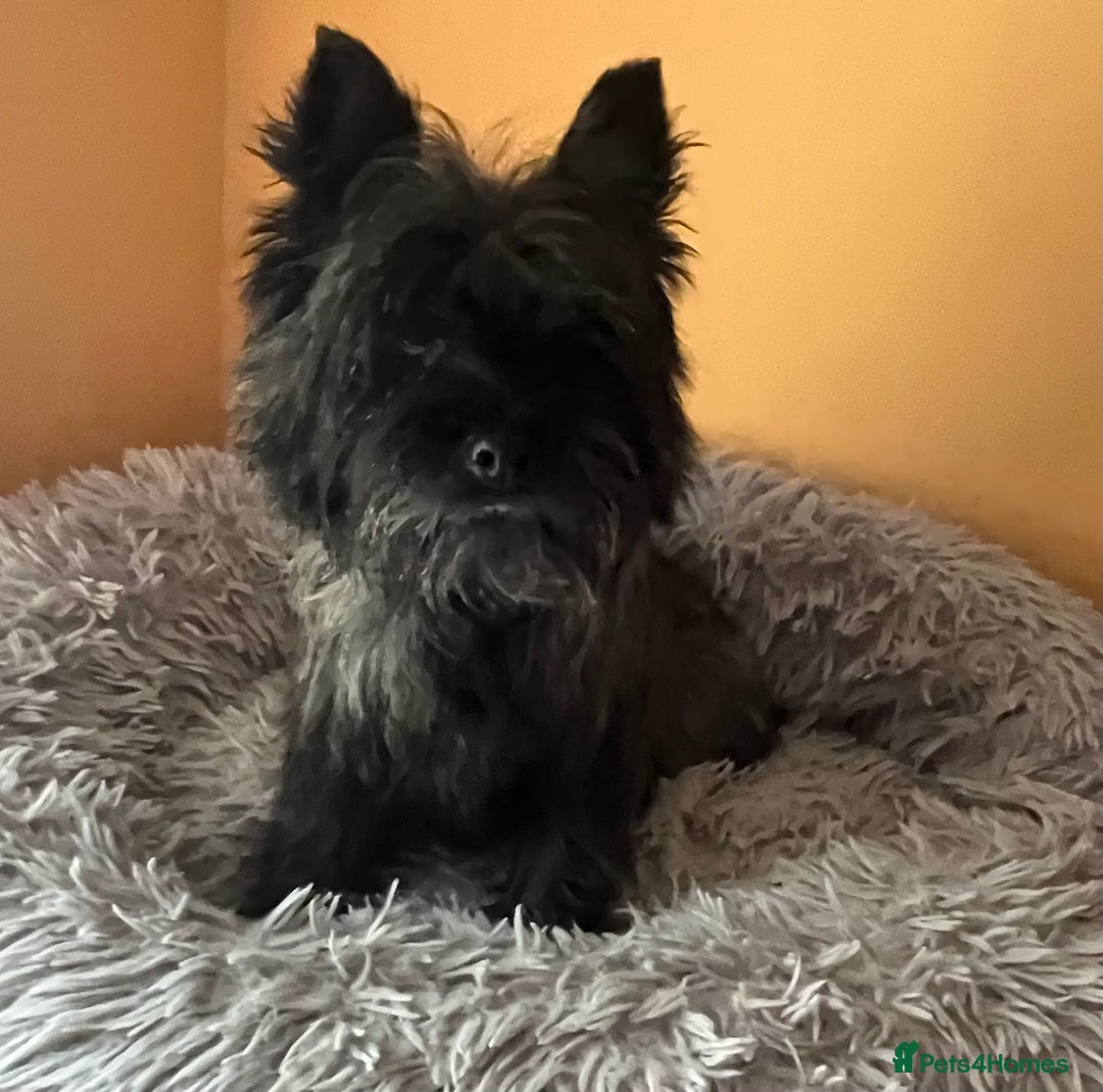 Cairn Terrier dogs for sale: Adorable Cairn Terrier Boy - Image 5