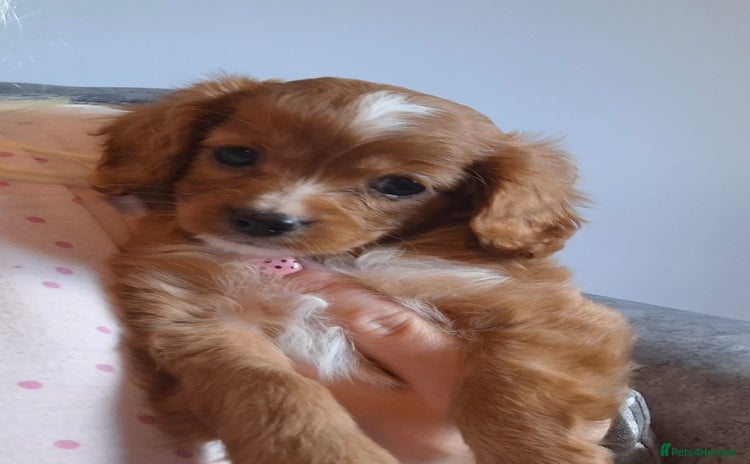 Cavapoo dogs - Advert 1