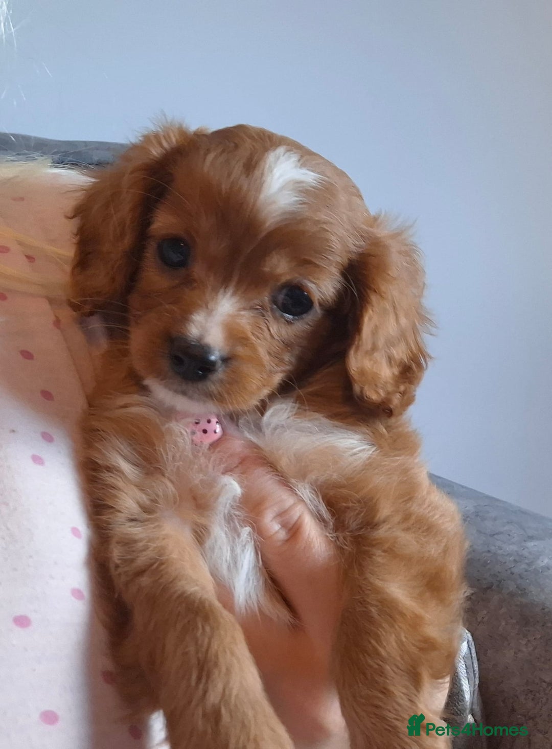 Cavapoo dogs for sale: 🤎 gorgeous Cavapoo girl🤎 - Image 1