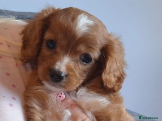 Cavapoo dogs - Advert 3