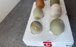 Chickens poultry for sale: Fertile hatching eggs available. One day old chick - Image 9