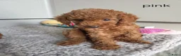 Cavapoo dogs for sale: Reduced 1000 Red f1b toy cavapoos health tested - Advert 2