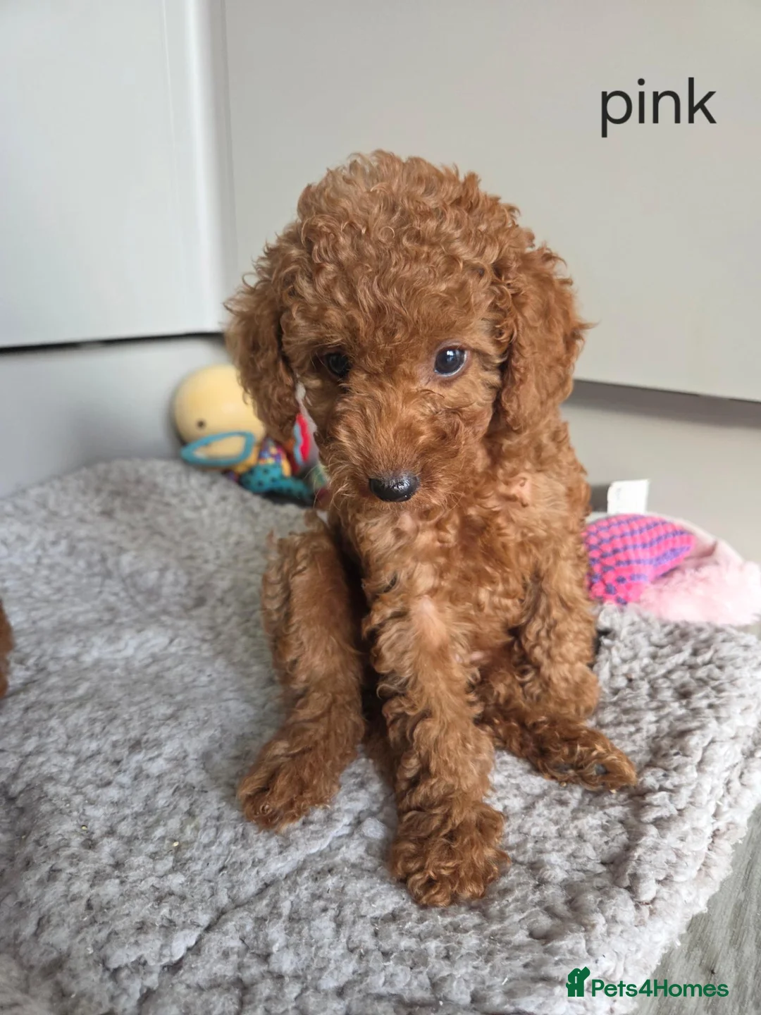 Cavapoo dogs for sale: Reduced 1000 Red f1b toy cavapoos health tested - Advert 2
