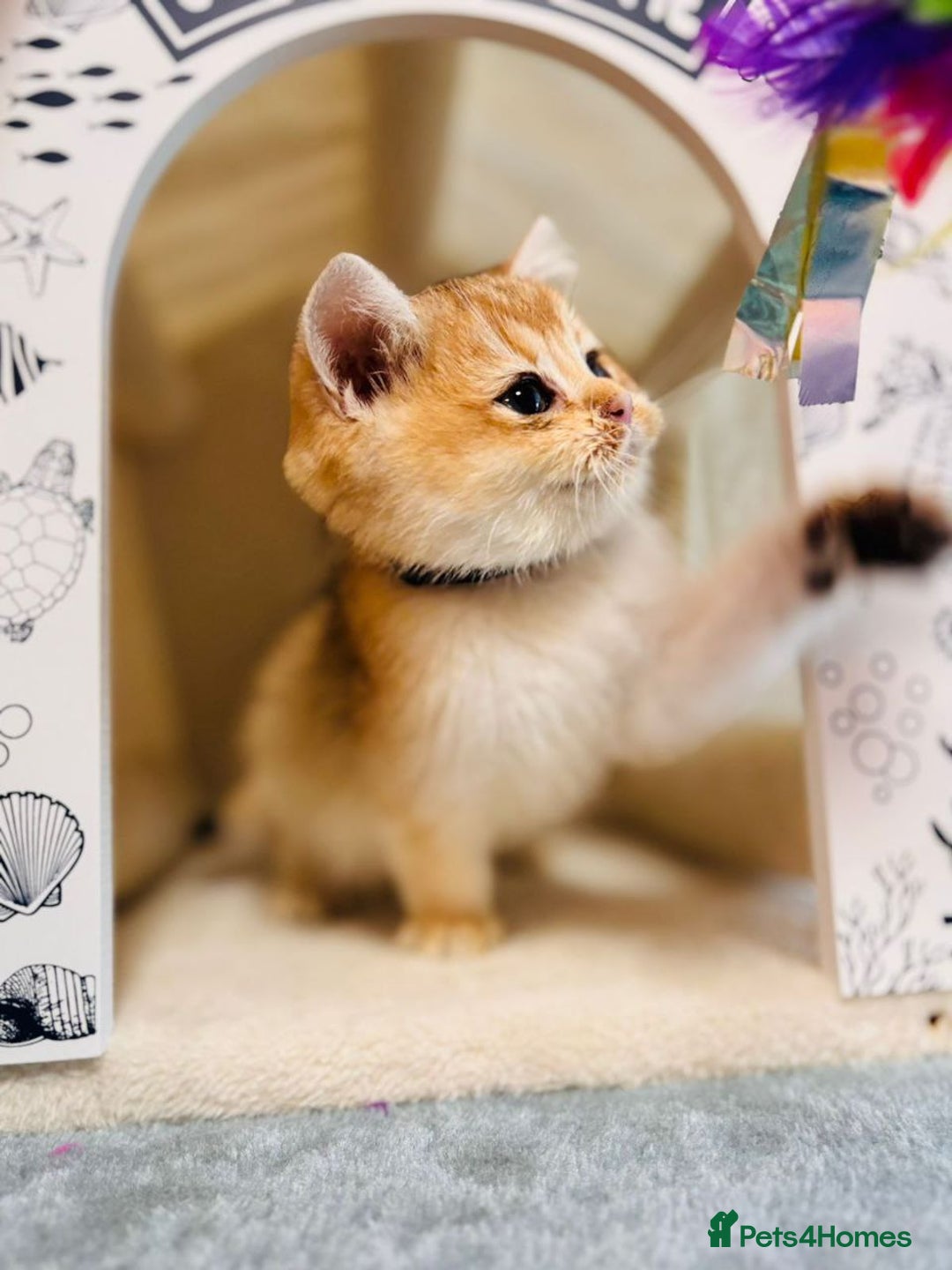 British Shorthair cats for sale: Charming British golden chinchillas - Advert 33