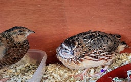 Quail poultry for sale: Quail for sale - Image 5