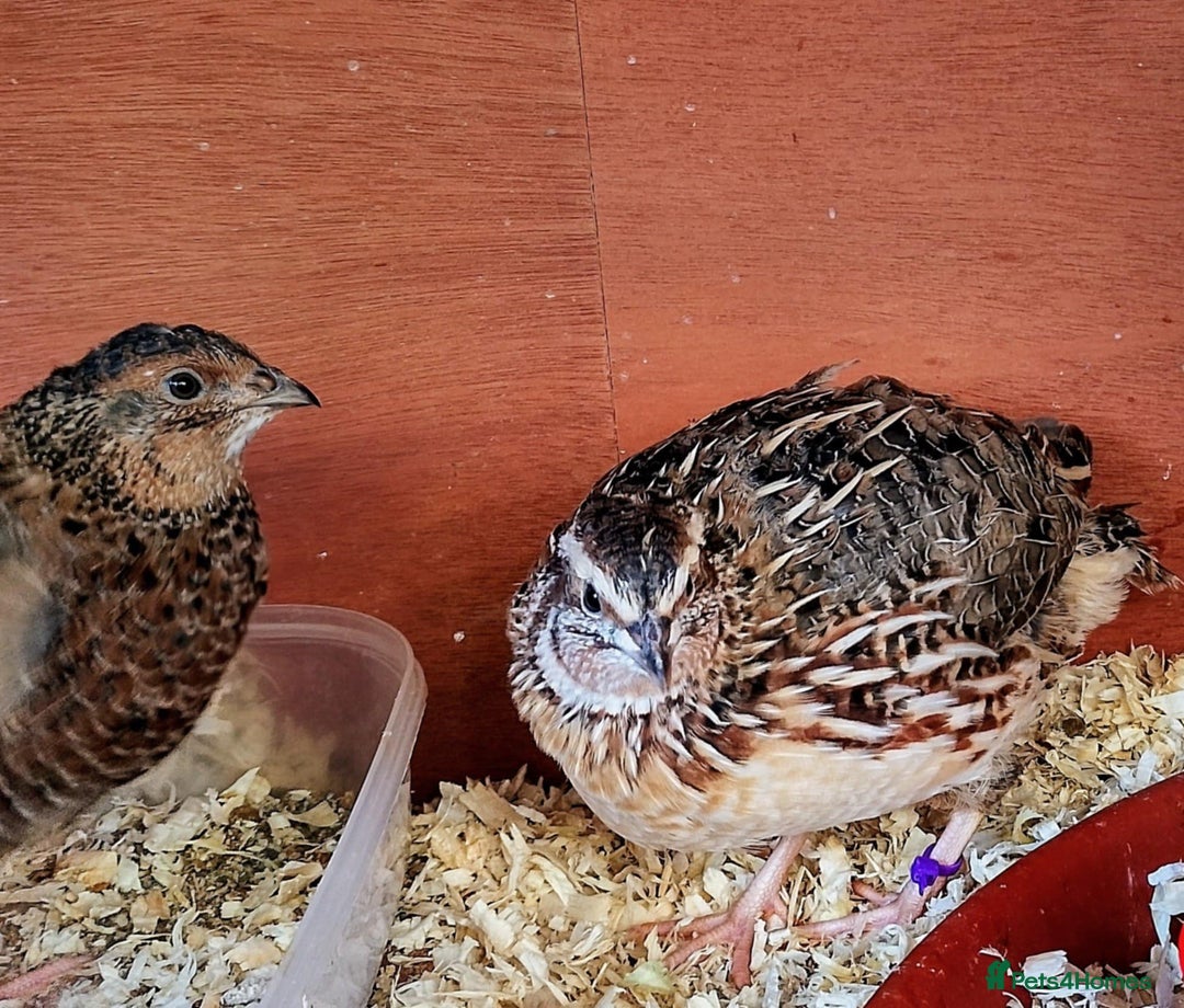 Quail poultry for sale: Quail for sale - Image 5