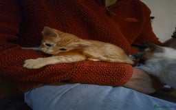 Oriental cats for sale: *1left*Beautiful GCCF registered Oriental kittens - Image 5
