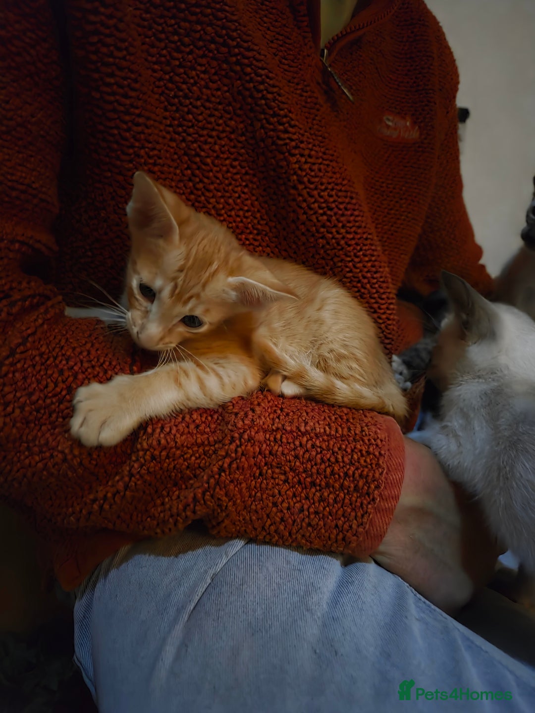 Oriental cats for sale: *1left*Beautiful GCCF registered Oriental kittens - Image 5