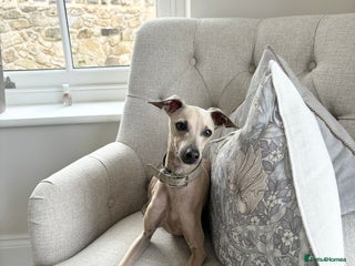 Italian Greyhound dogs in Ferryhill - Advert 2