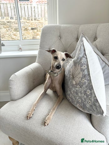 Italian Greyhound dogs in Ferryhill - Advert 1