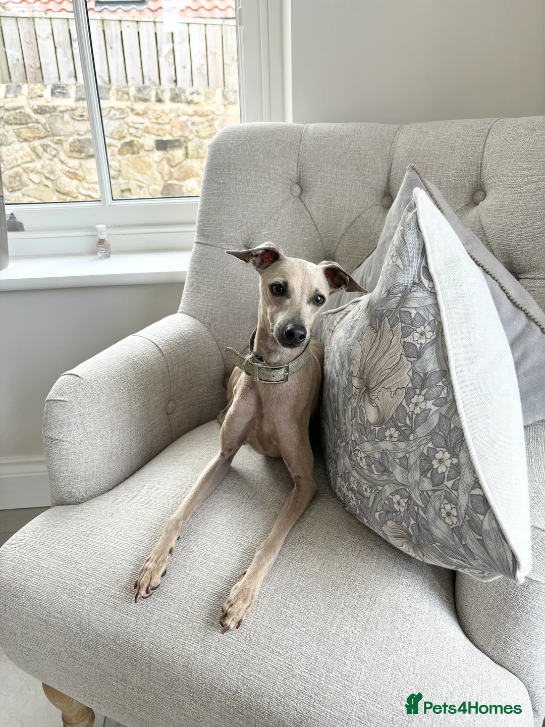 Italian Greyhound dogs for stud: Proven Italian Greyhound KC registered stud. in Ferryhill - Advert 1