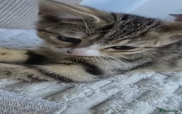 Mixed Breed cats for sale: 10 wk Female, Mix-Bengal Kitten - Image 2