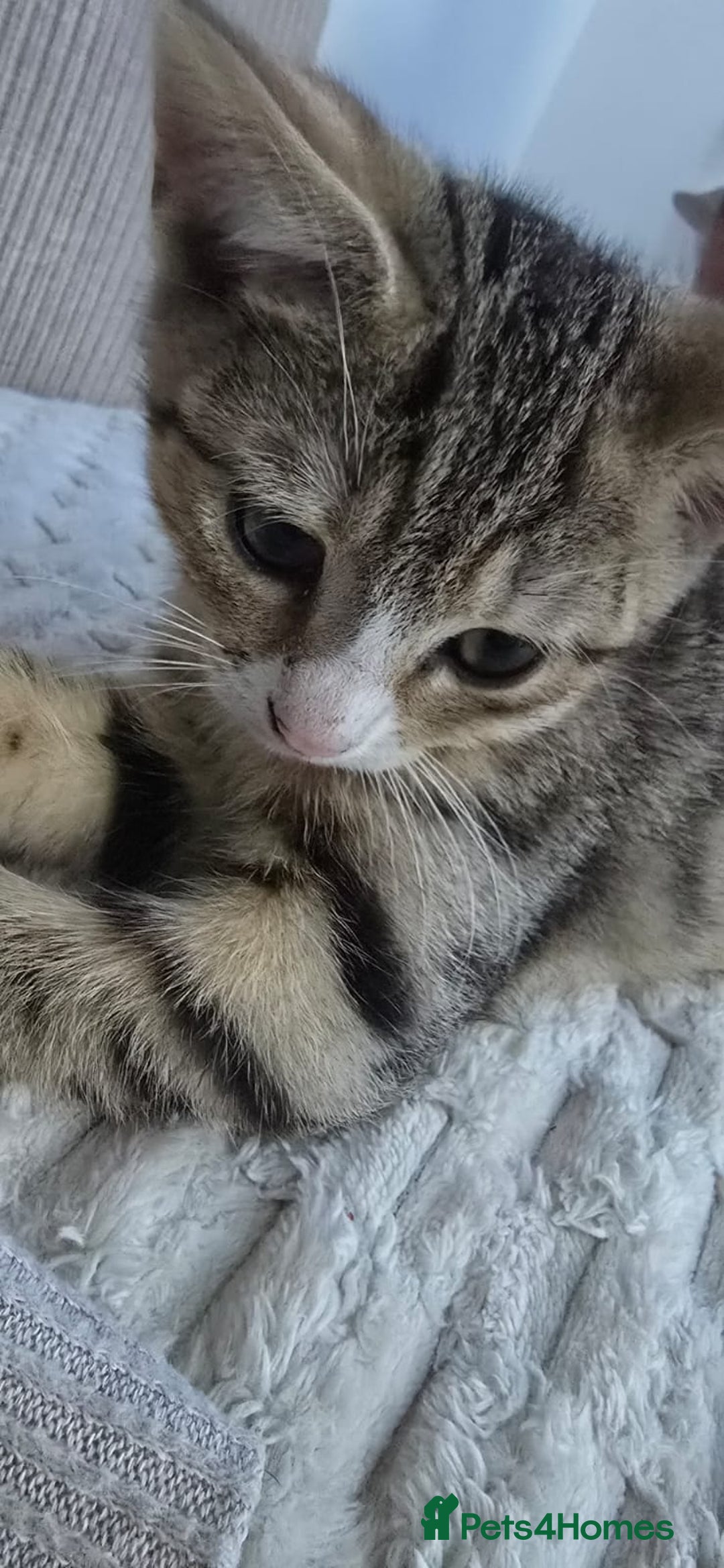 Mixed Breed cats for sale: 10 wk Female, Mix-Bengal Kitten - Image 2