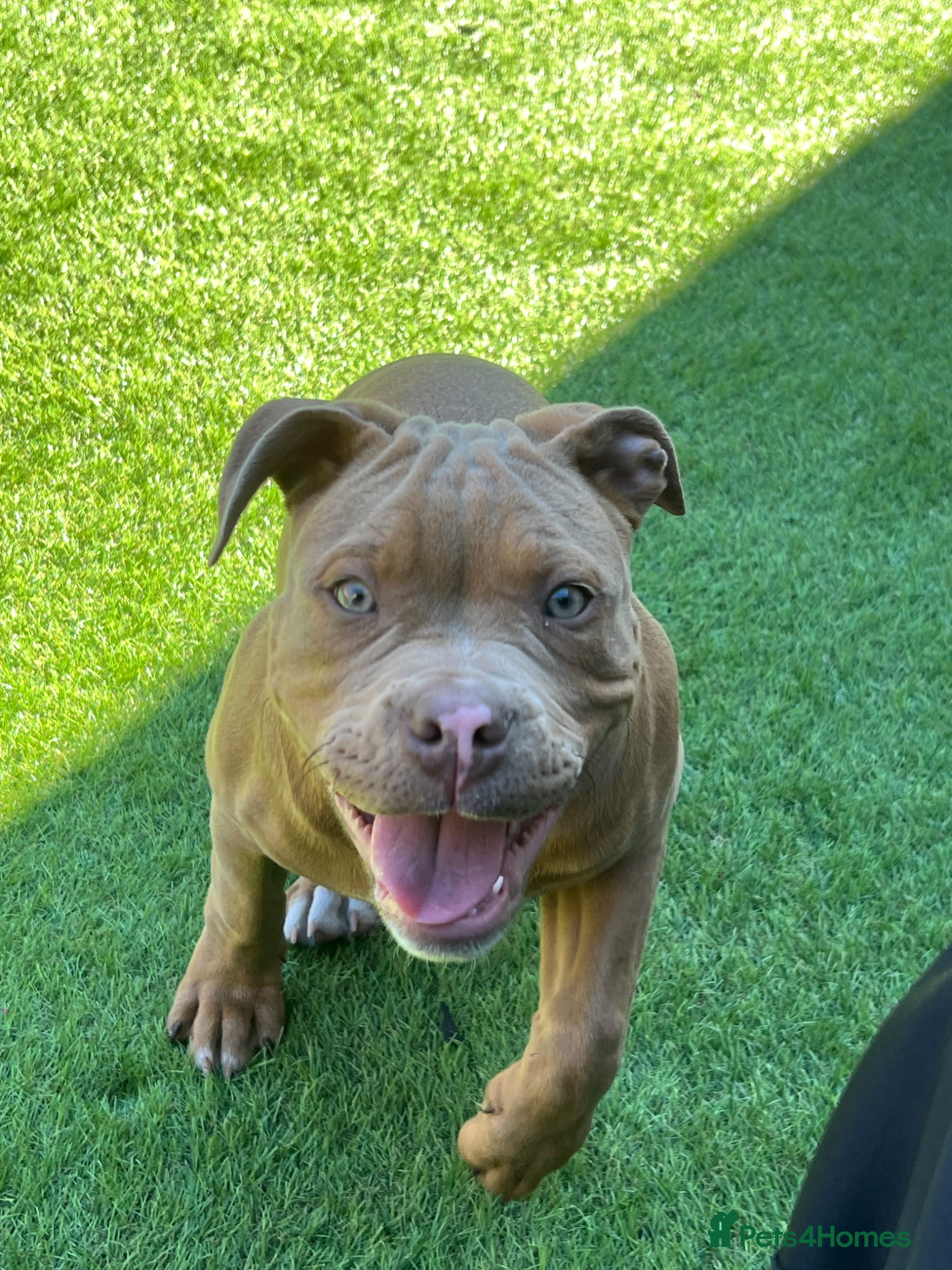 Mixed Breed dogs Beautiful staffy x old English bulldog - Advert 4