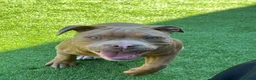 Mixed Breed dogs for sale: Beautiful staffy x old English bulldog - Advert 1
