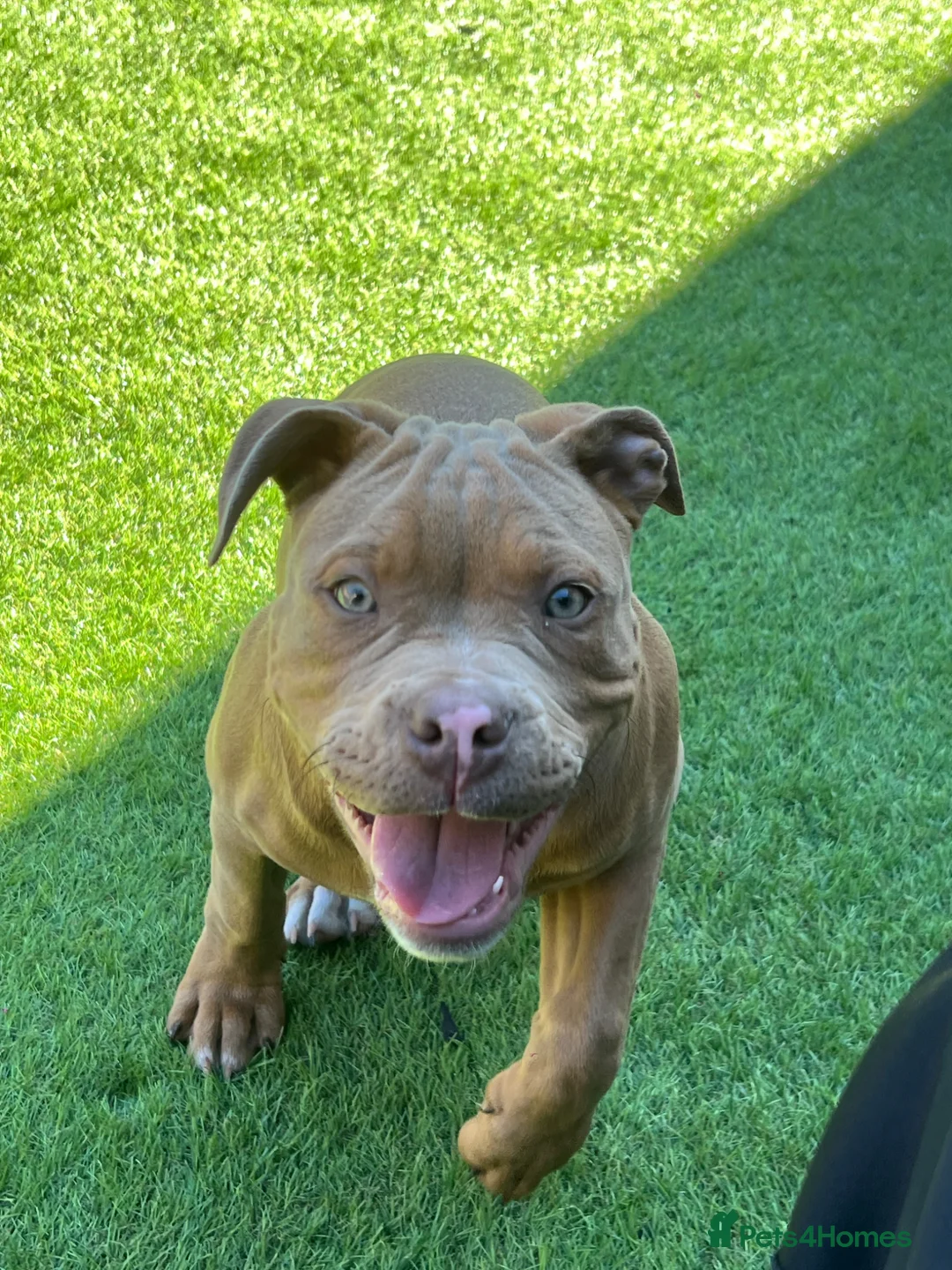 Mixed Breed dogs for sale: Beautiful staffy x old English bulldog - Advert 1