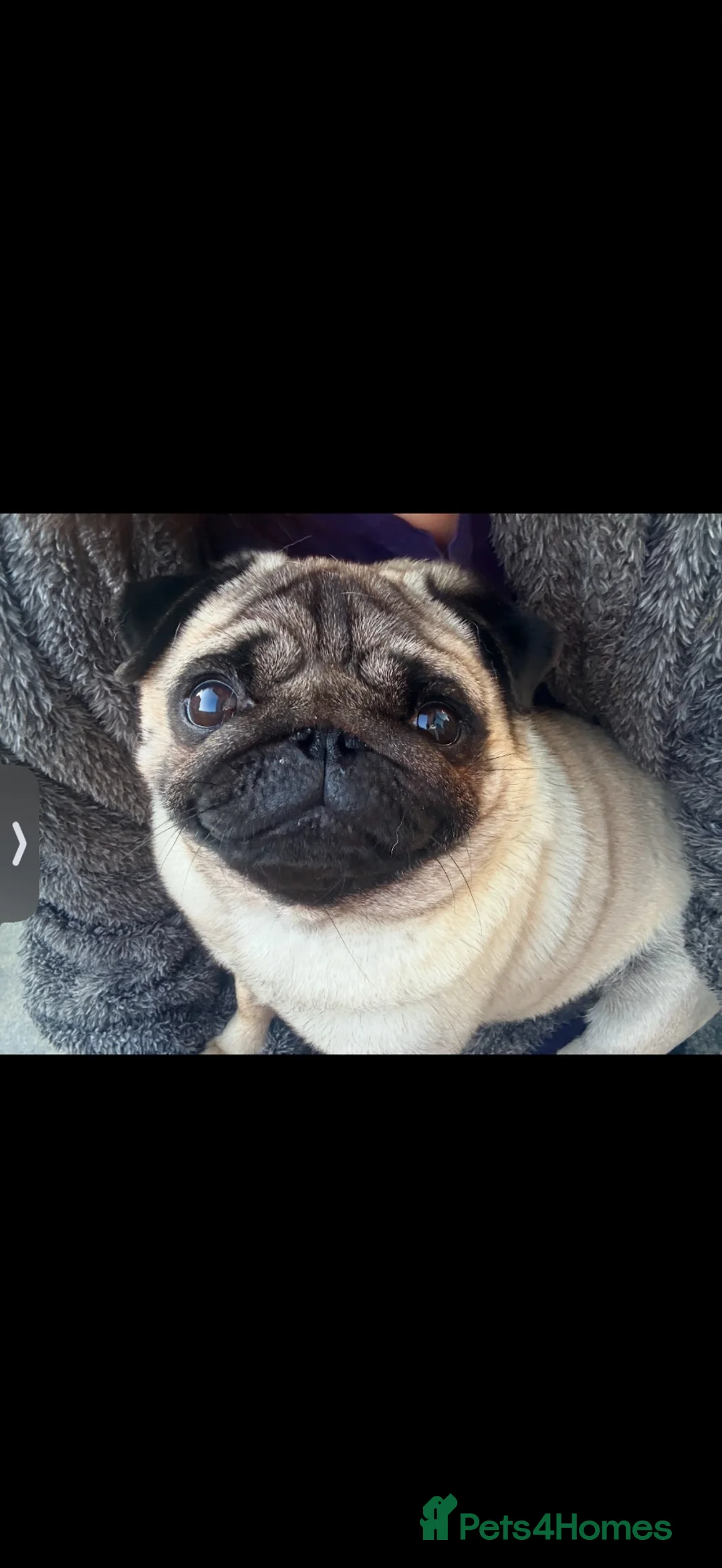 Pug dogs for sale: Stunning pug little betty in Yarm - Advert 2