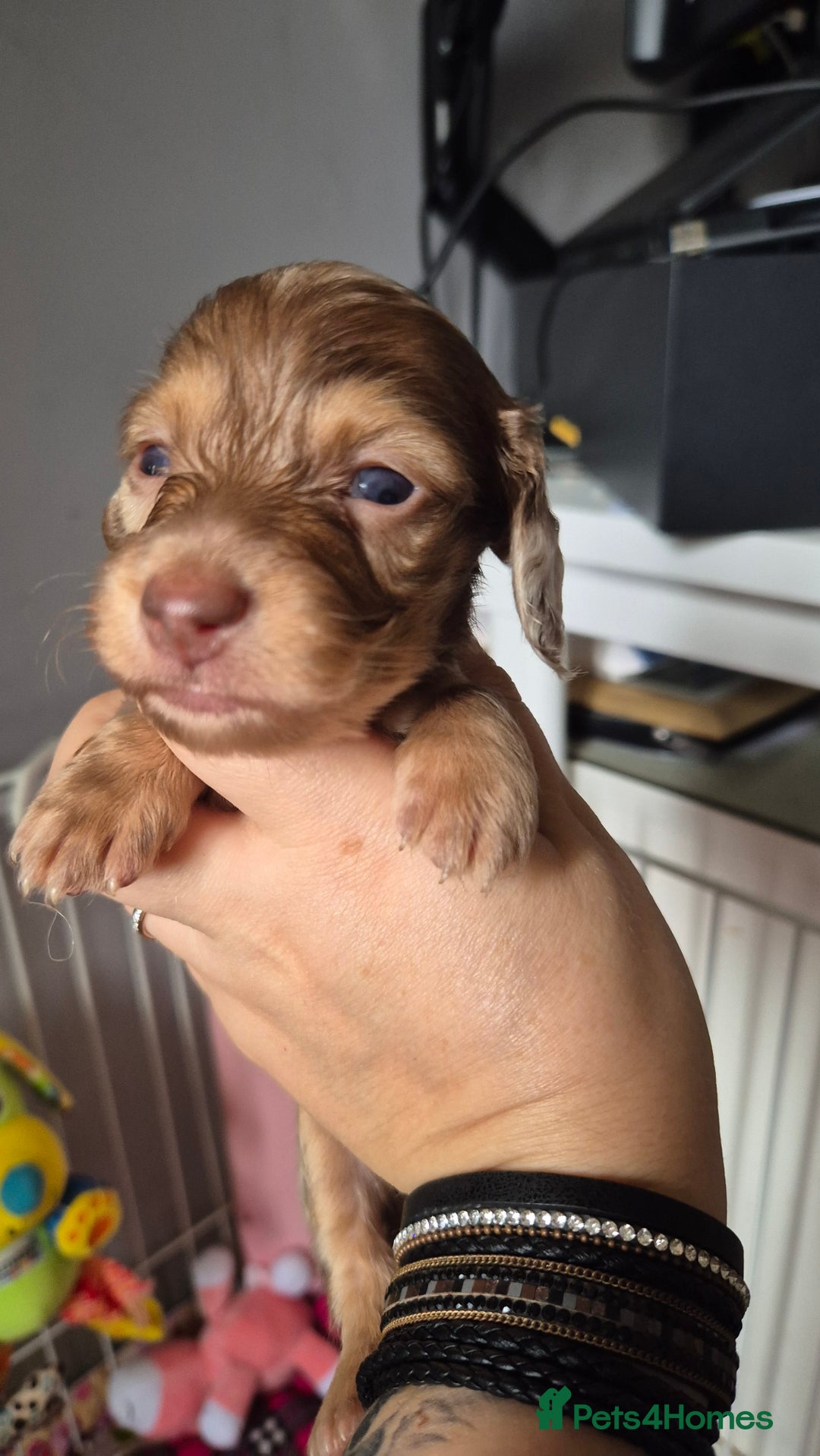 Miniature Dachshund dogs for sale: KC PRA clear Miniature dachshund puppies  - Image 4