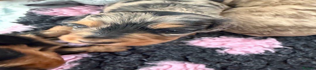 Miniature Dachshund Puppy 5