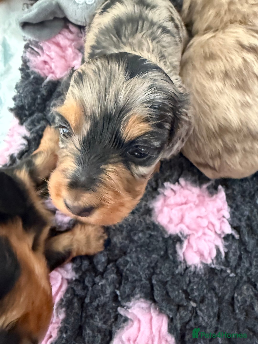 Miniature Dachshund dogs for sale: Miniature long haired dachshund  - Image 7