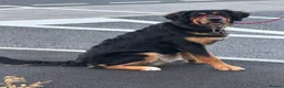 Mixed Breed dogs for sale: 10-Month-Old Bernese Mountain Dog Mix – Male - Advert 5
