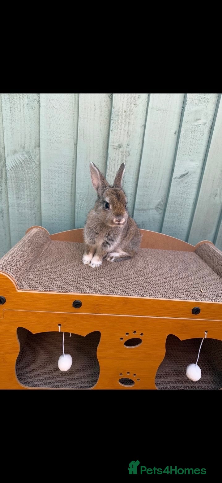 Netherland Dwarf rabbits 2 female rabbits  - Advert 11