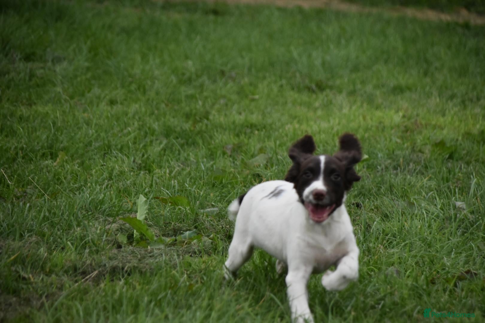 English Springer Spaniel dogs Working English springer spaniels  - Advert 2